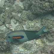 Picture 010